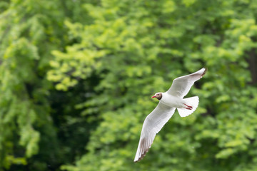 Seagull in flight