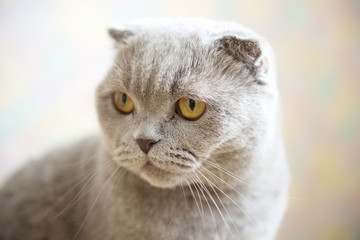 Naklejka na ściany i meble Scottish Fold. Portrait of a gray adult cat. Selective focus 
