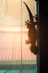 Gecko stick the window in morning.