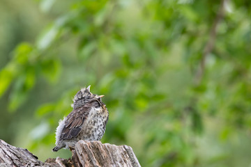 Scream of a young bird