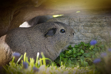Meerschweinchen draußen