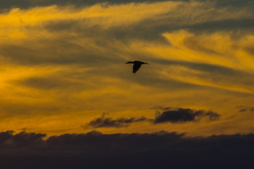 Birds in silhouete during a golden sunset at Weeroona Island located in Germein Bay South Australia