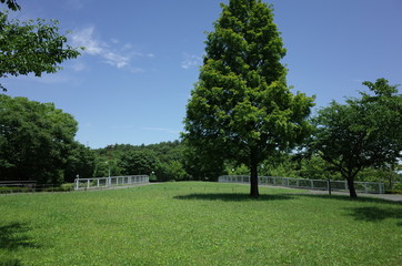初夏の公園