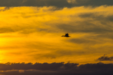 Birds in silhouete during a golden sunset at Weeroona Island located in Germein Bay South Australia