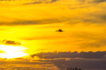 Fototapeta na wymiar Birds in silhouete during a golden sunset at Weeroona Island located in Germein Bay South Australia