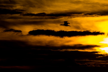 Birds in silhouete during a golden sunset at Weeroona Island located in Germein Bay South Australia