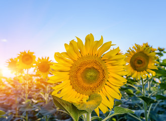 Sunflower field at sunset. Filtered Instagram effect.