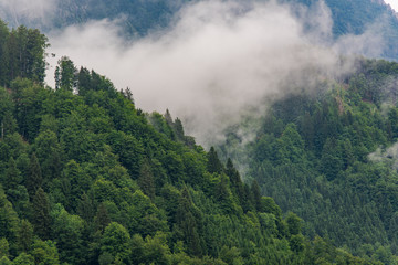 Fototapeta na wymiar Misty and foggy mountain conifer