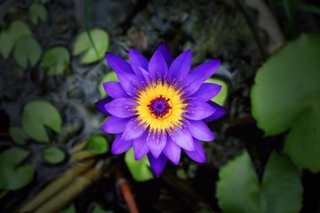 Close up violet lotus blooming
