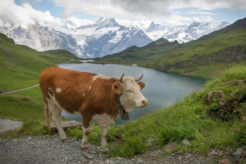 Fototapeta na wymiar Alpine cows