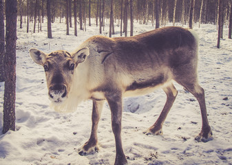 Reindeer 