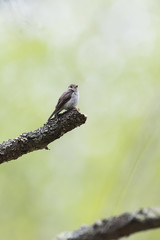 コサメビタキ(Asian brown flycatcher)