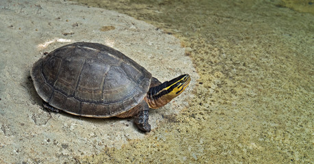 Asian Box Turtle near Pond