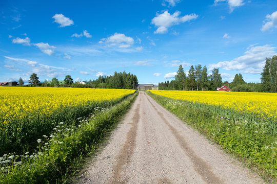 Rapeseed (Brassica napus), also known as rape, oilseed rape, rapa, rappi, rapaseed. Small road between field of bright yellow rapeseed in summer. Finland