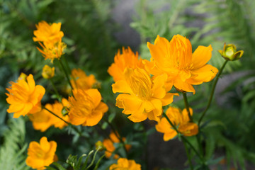 The globe Asian in landscaping