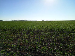 Fields of corn in Ukraine.  