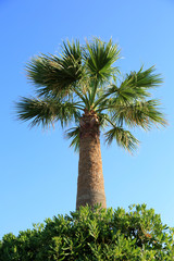Piękna gruba palma na tle błękitnego nieba w Grecji. - obrazy, fototapety, plakaty