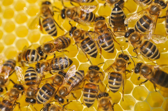 Honey bees in a beehive on honeycomb. Close up of honey bee in honeycomb. Swarm of bee worker in a beehive