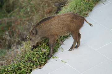 A wild boar female eating ornamental plants in a home garden