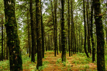 Fototapeta na wymiar Tree in forest at nation park