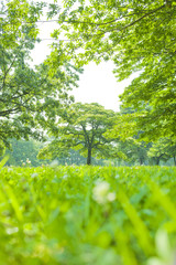 Fototapeta premium 公園 木