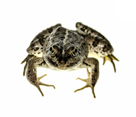 Frog on white background