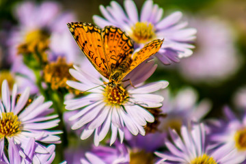 Butterfly on a lilac flower