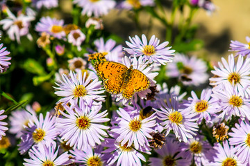 Butterfly on a lilac flower