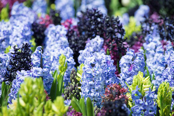 Fototapeta premium Violet flowers