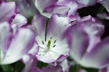Naklejka na ściany i meble Violet tulip flowers
