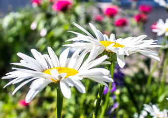 Camomiles in the nature