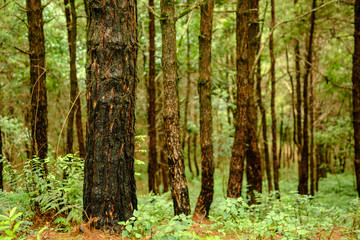 Obraz premium Tree in forest at nation park