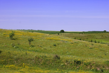 Meadows and fields in the summer