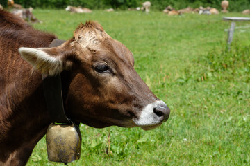 Braune Kuh mit Glocke auf einer grünen Alm im Allgäu