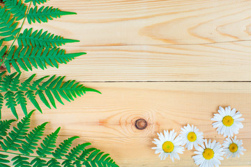 The composition of the fern and daisies with copy space