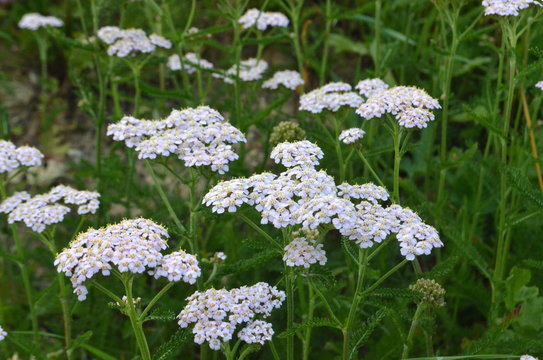 Achillea millefolium - Wild white meadow flowers healing medicinal and decorative herb