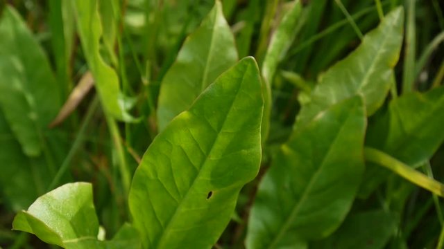 Green leafs of sour dock. Rumex acetosa in the field.