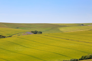 Summer patchwork landscape