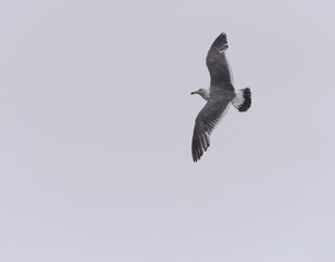 Flying seagull over sky.