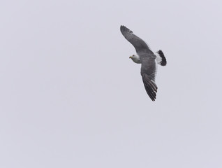 Flying seagull over sky.