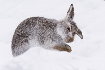 Mountain hare, Lepus timidus, Grooming in snow