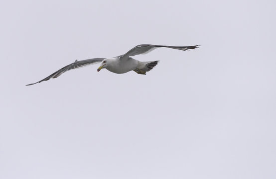 Flying seagull over sky.