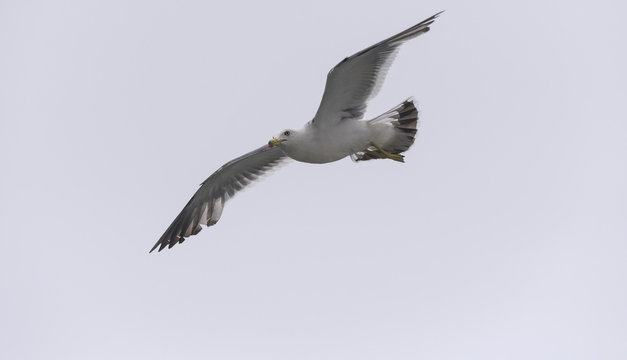 Flying seagull over sky.