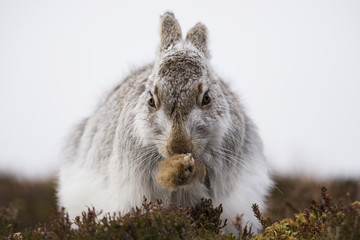 Mountain hare, Lepus timidus, Grooming