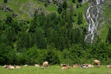 Fototapeta premium Alm mit Kühen und Wald und Wasserfall im Allgäu