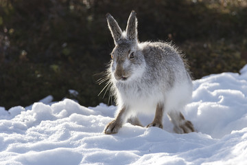 Naklejka premium Mountain hare, Lepus timidus, on snow