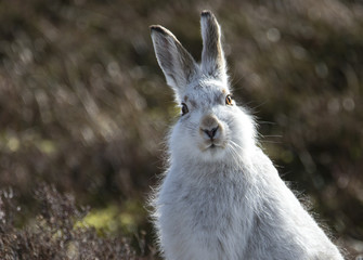 Mountain hares, Lepus timidus, profile