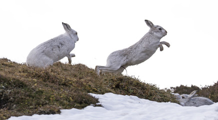 Mountain hares, Lepus timidus, Boxing