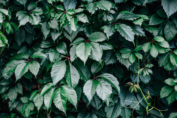 Green floral background, summer green leaves background
