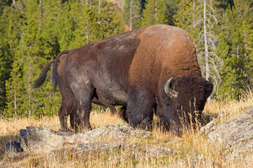 Fototapeta premium Bison